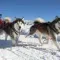 Sled dog near Annecy: reservations & prices