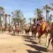 Dromedary tour around Marrakech