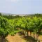 Where to make a wine tasting around Montpellier?