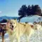 Walking in a sled dog in Andorra