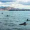 whale watching cruise in Tenerife