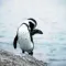 La Boulders Beach and its casks in South Africa