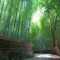 Arashiyama bamboo forest near Kyoto