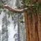 The oldest sequoia in the world, 3200 years old, photographed in whole