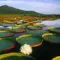 The Pantanal in Brazil: the largest marsh in the world