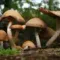 uMap: find the best mushroom picking corners