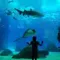 Visit the Lisbon Oceanarium, the capital’s aquarium