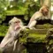 Visit the Monkey Forest in Bali: Bookings & Rates