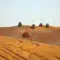 Visit the Dubai desert in quad or buggy