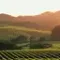 Visit the Napa Valley and Sonoma Valley in one day