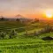 Visit the rice fields of Bali: tickets, prices, schedules