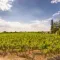 Visit the vineyards of Saint-Émilion • Wanderlix