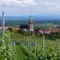 Visit the Alsacian wine route and vineyards since Strasbourg