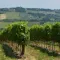 Wine Route in Tuscany: 6 ideas of itineraries to enjoy