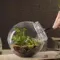 6 workshops to create a terrarium in Lyon